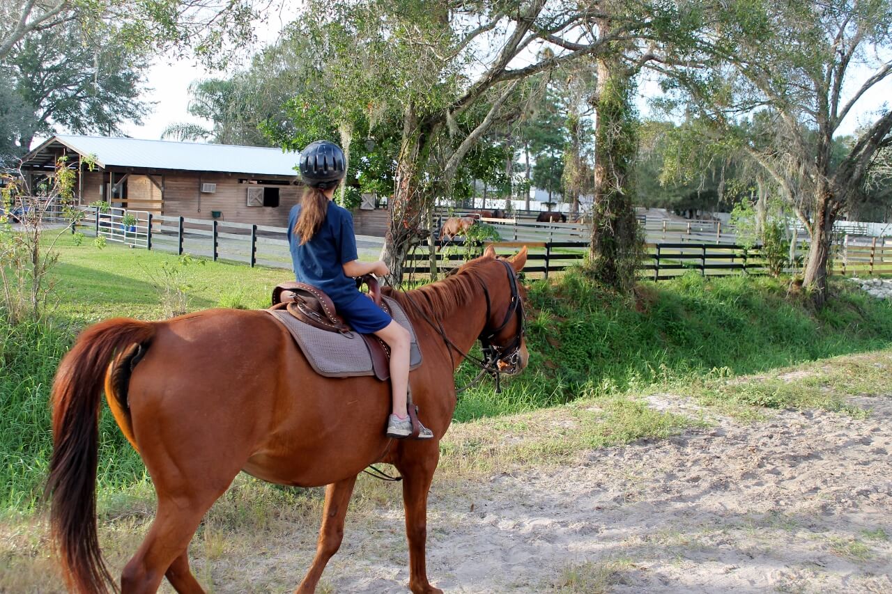 Educational Horse Experience